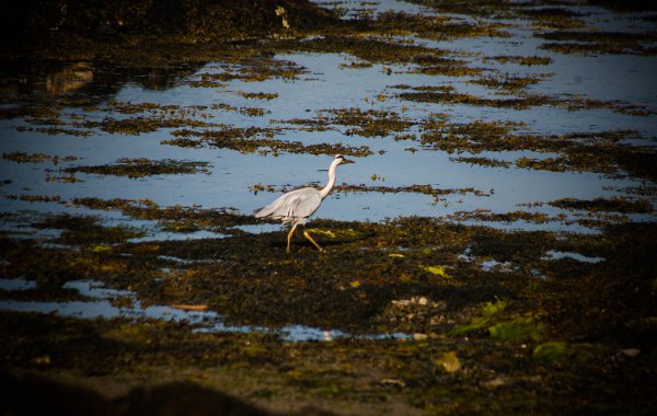Heron In Seaweed